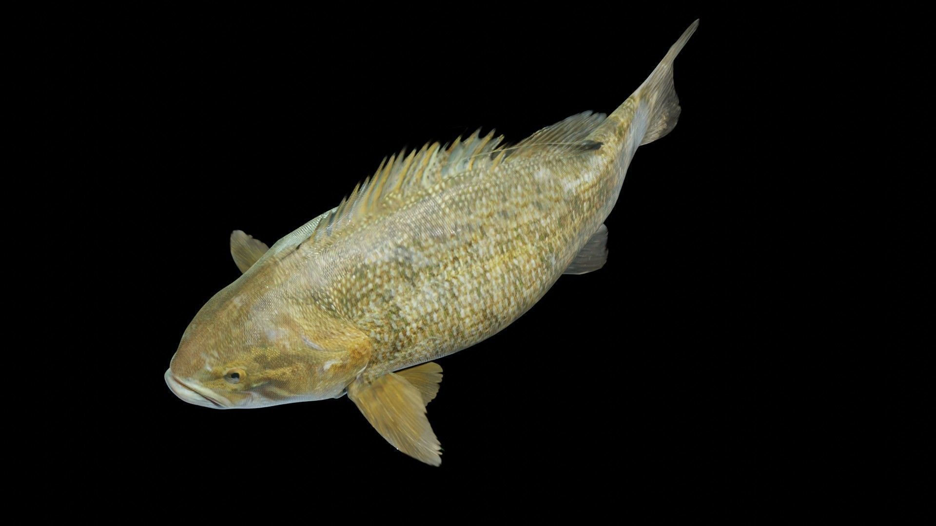 PBR Freshwater Fish Collection Low-poly 3D model_20