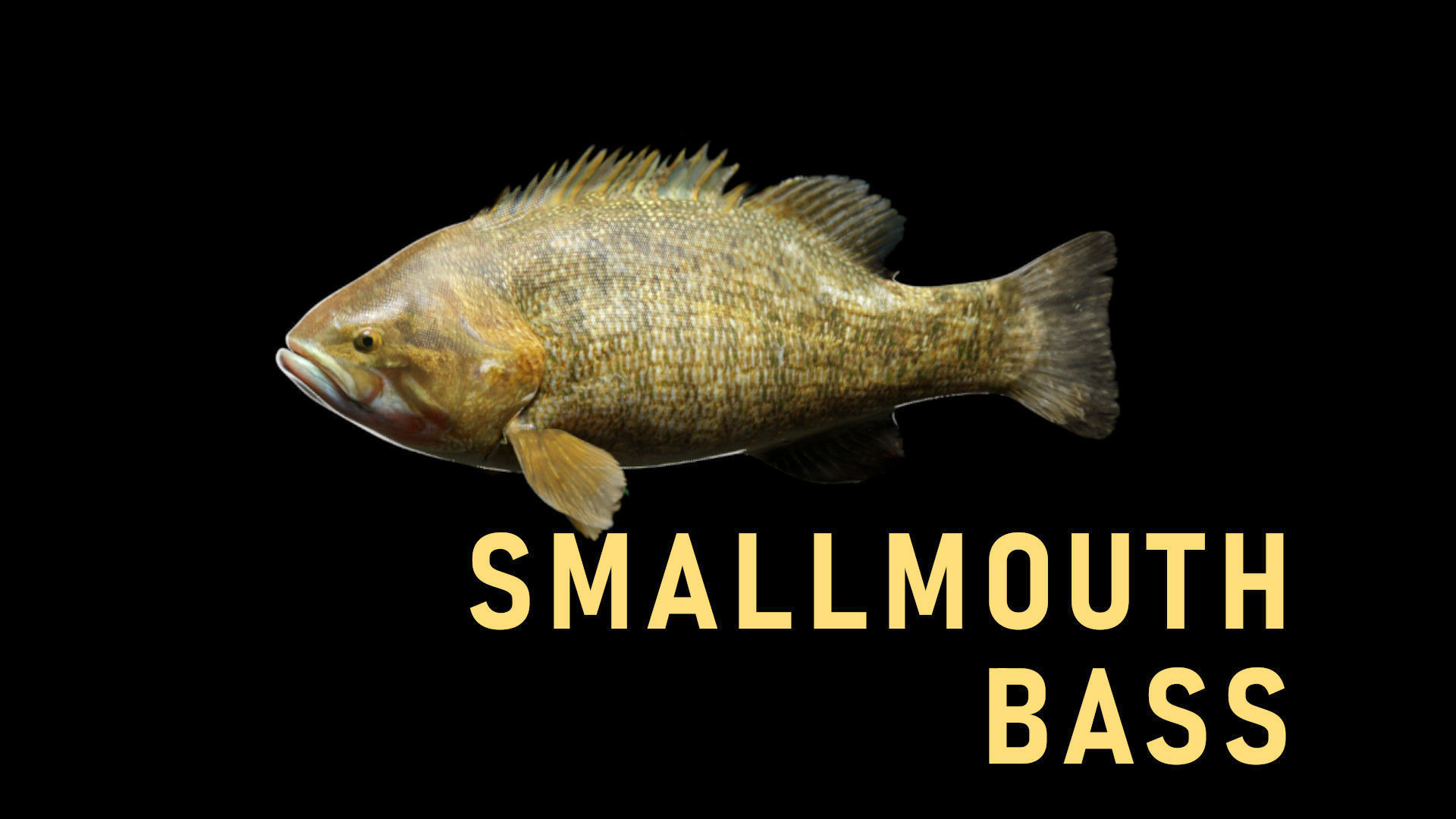 PBR Freshwater Fish Collection Low-poly 3D model_6