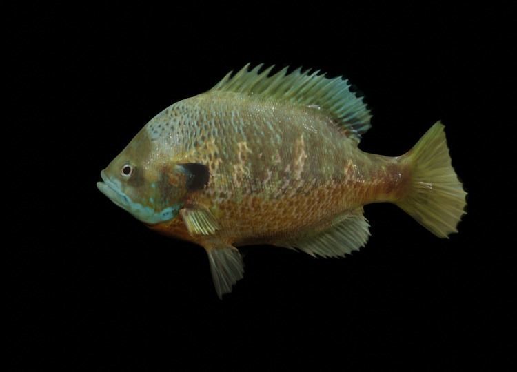 PBR Freshwater Fish Collection Low-poly 3D model_14