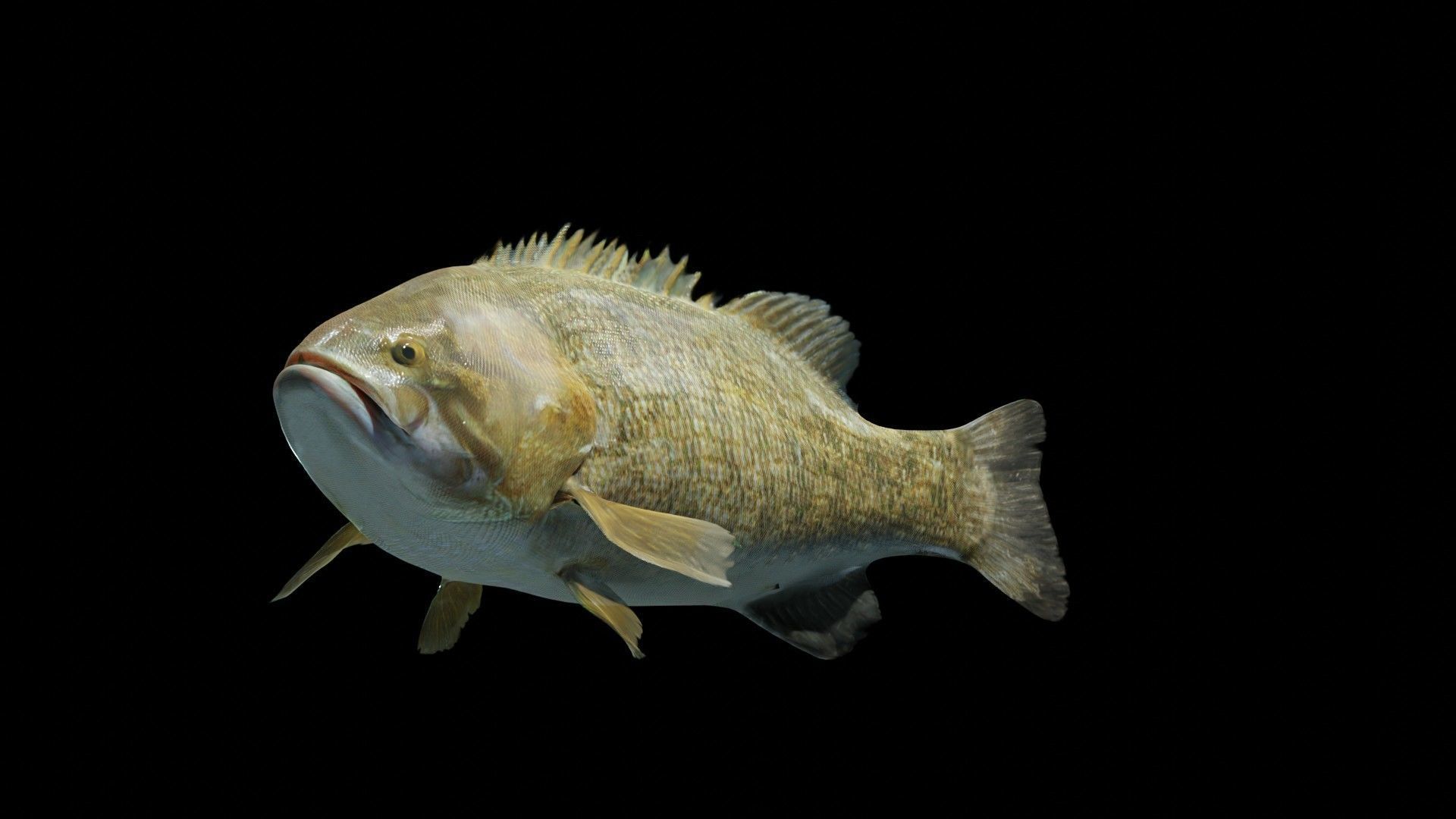 PBR Freshwater Fish Collection Low-poly 3D model_15