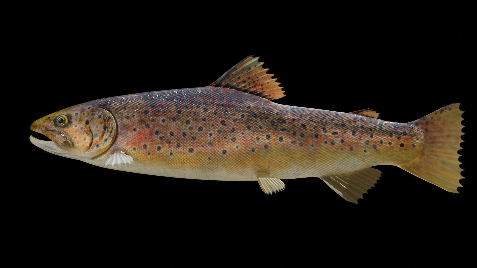 PBR Freshwater Fish Collection Low-poly 3D model_16