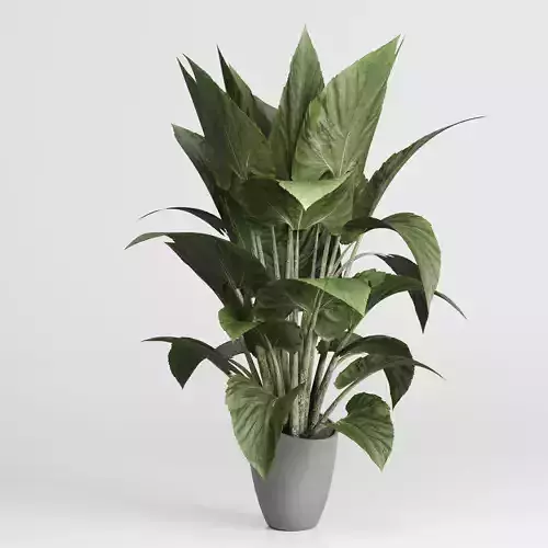 indoor plant set 434 in concrete dirty vase