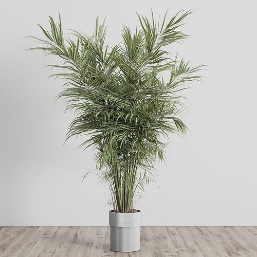 indoor plant set 435 plant palm concrete dirt vase Low-poly 3D model
