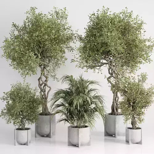 outdoor plant set 185 pot plant tree palm concrete dirt vase