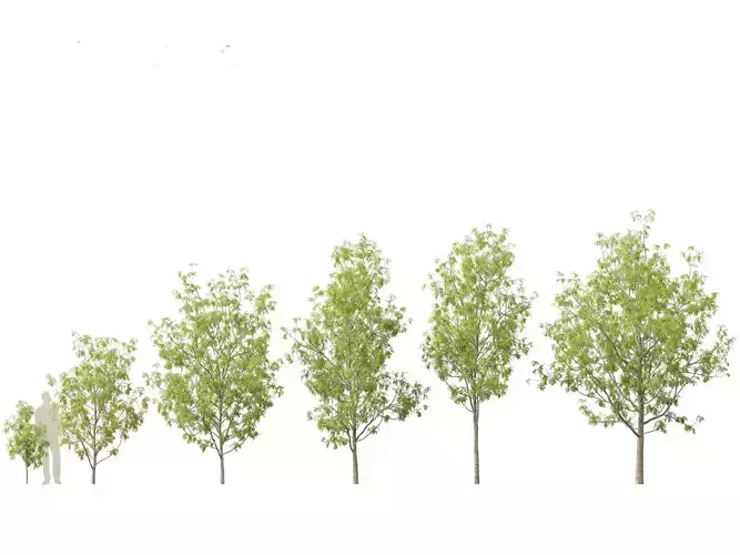 Fraxinus excelsior - European ash 3D model