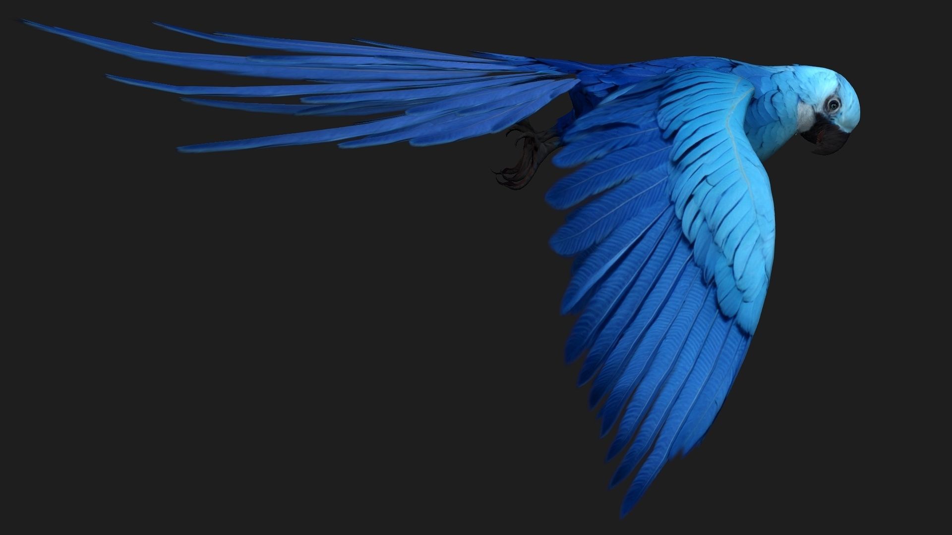 Parrot A4 3D model_6