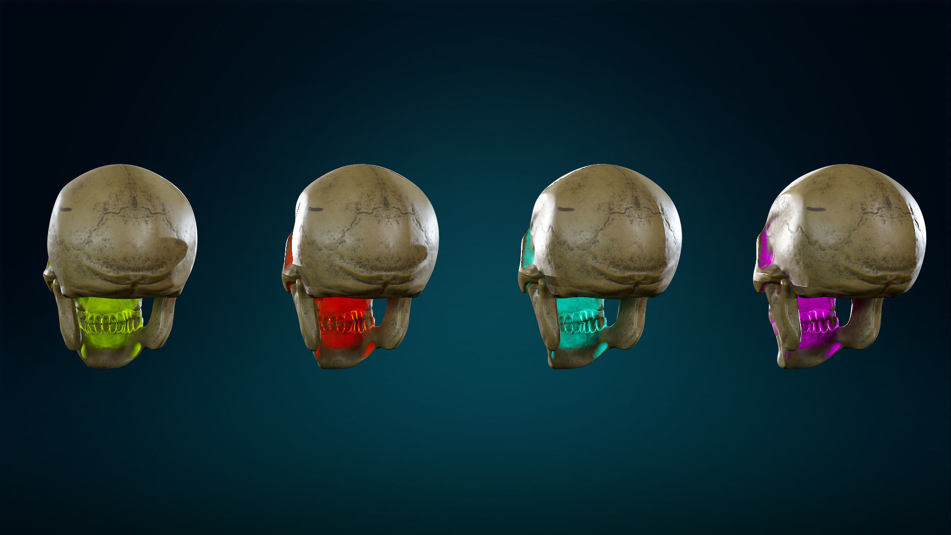 Human Skeleton Skull Pack - Gameready - Lowpoly - Textured PBR Low-poly 3D model_27