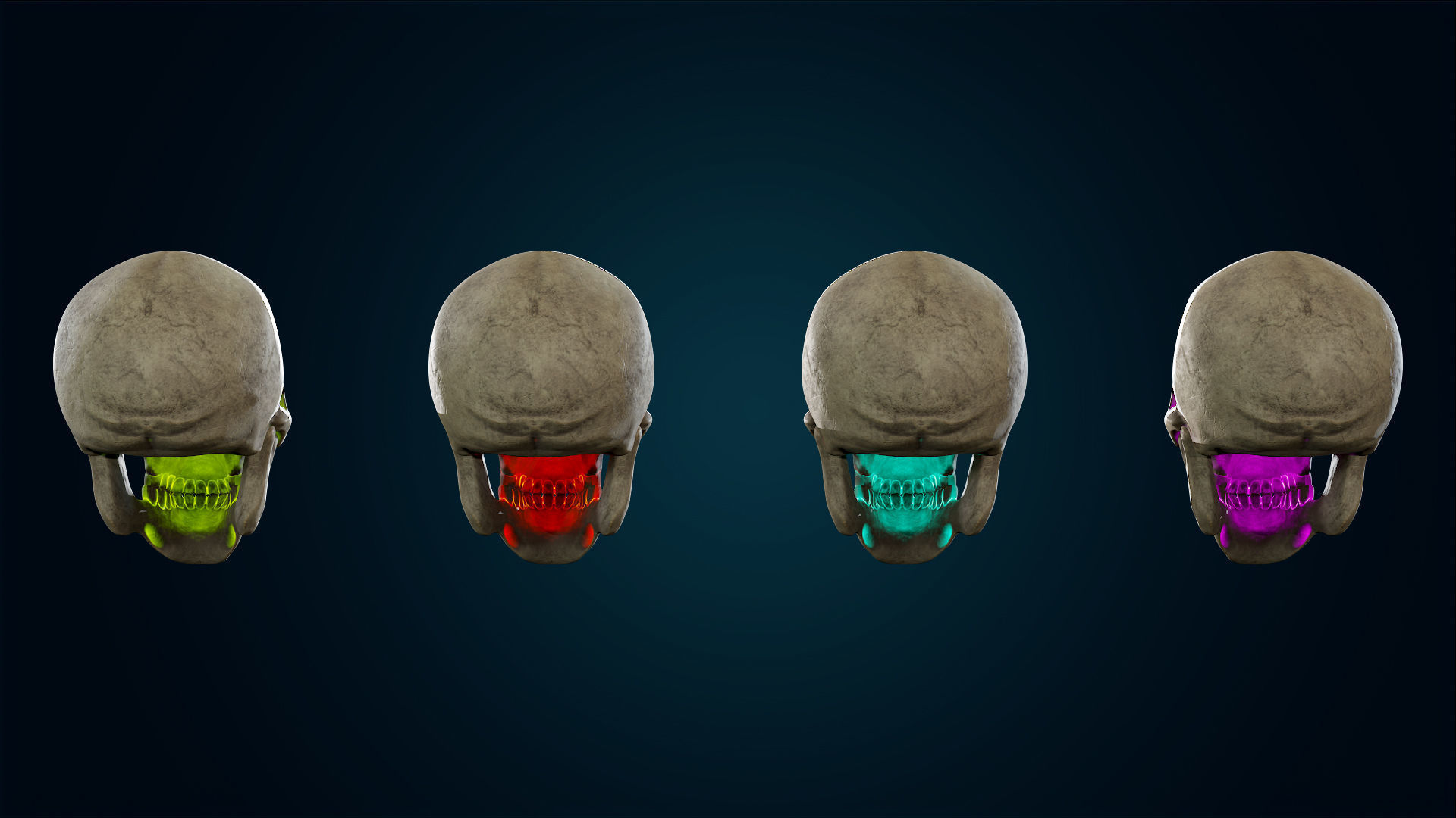 Human Skeleton Skull Pack - Gameready - Lowpoly - Textured PBR Low-poly 3D model_40