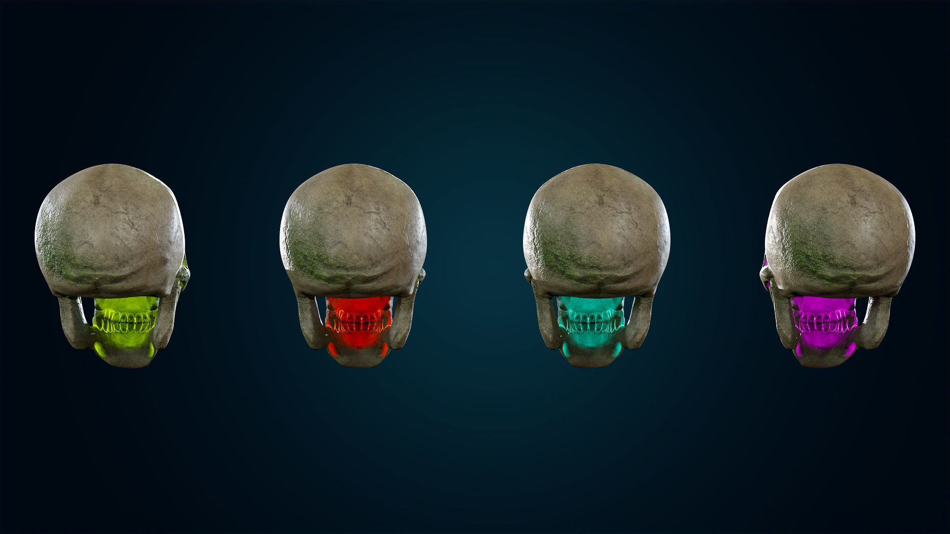 Human Skeleton Skull Pack - Gameready - Lowpoly - Textured PBR Low-poly 3D model_41