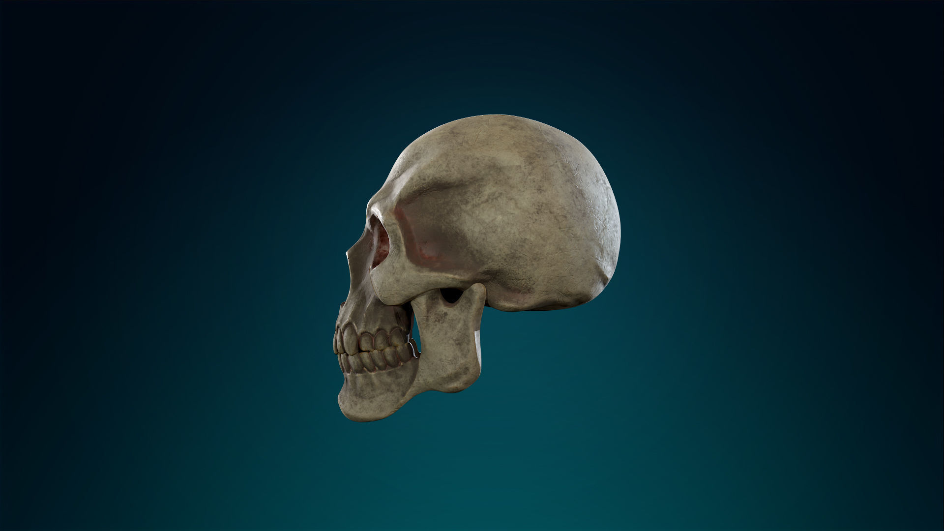 Human Skeleton Skull Pack - Gameready - Lowpoly - Textured PBR Low-poly 3D model_35