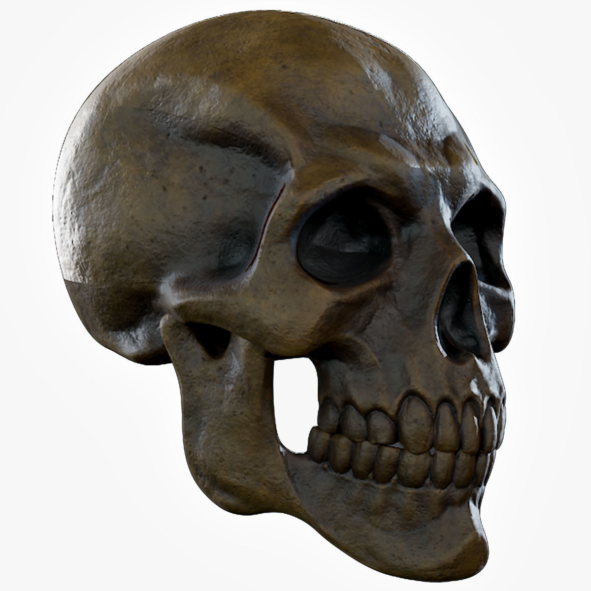 Human Skeleton Skull Pack - Gameready - Lowpoly - Textured PBR Low-poly 3D model_19