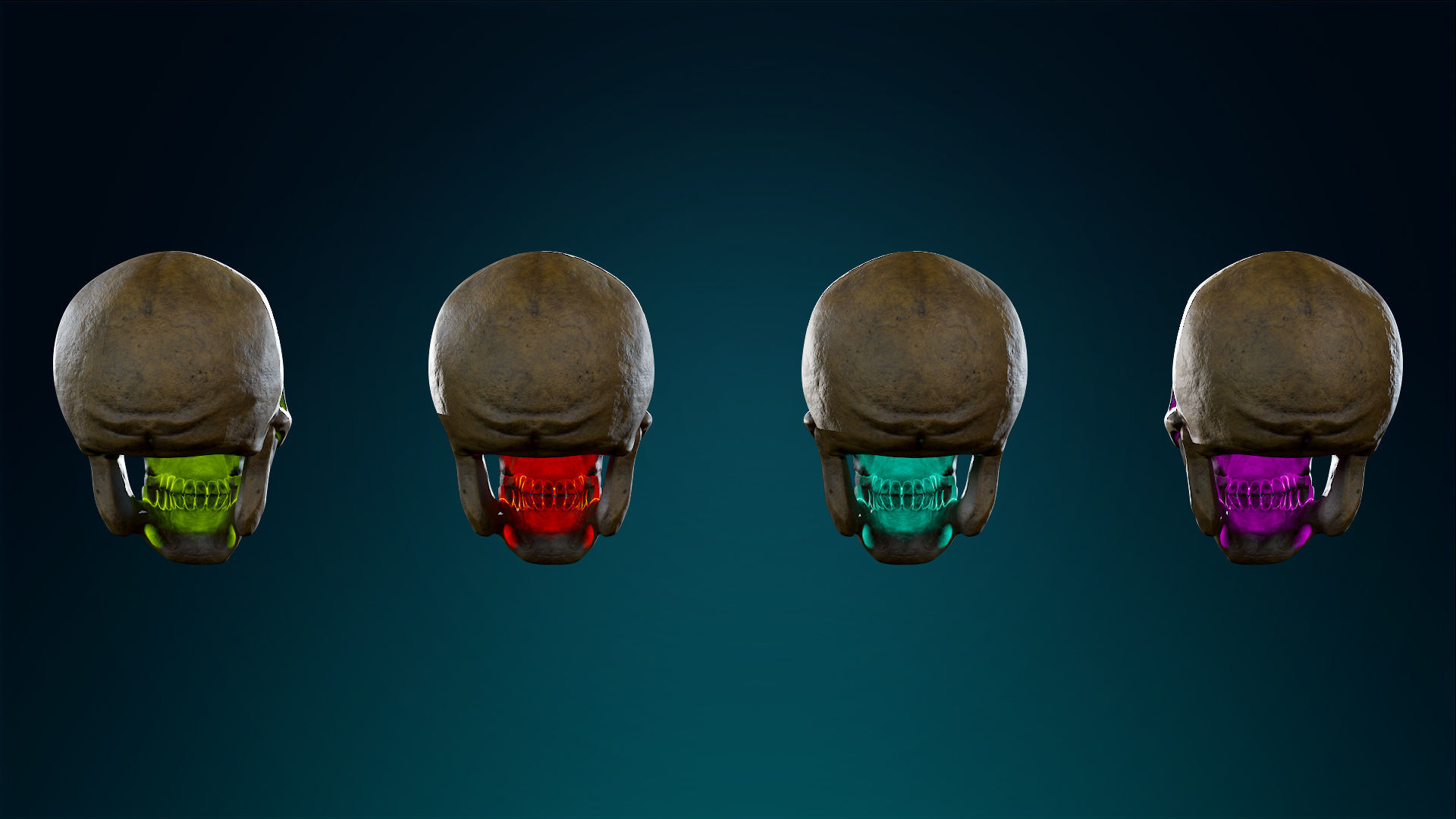 Human Skeleton Skull Pack - Gameready - Lowpoly - Textured PBR Low-poly 3D model_38