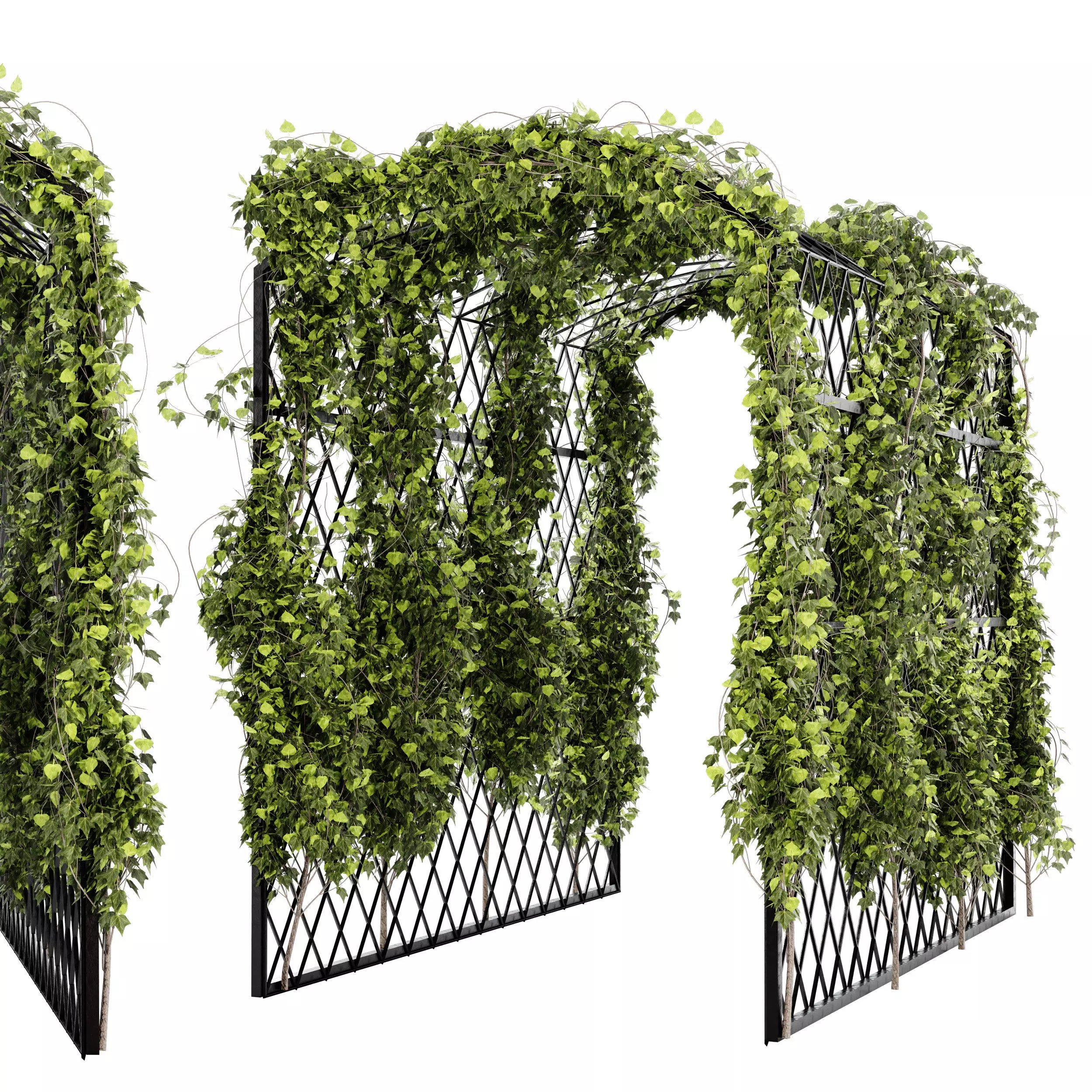 Ivy plant set04 3D model_0