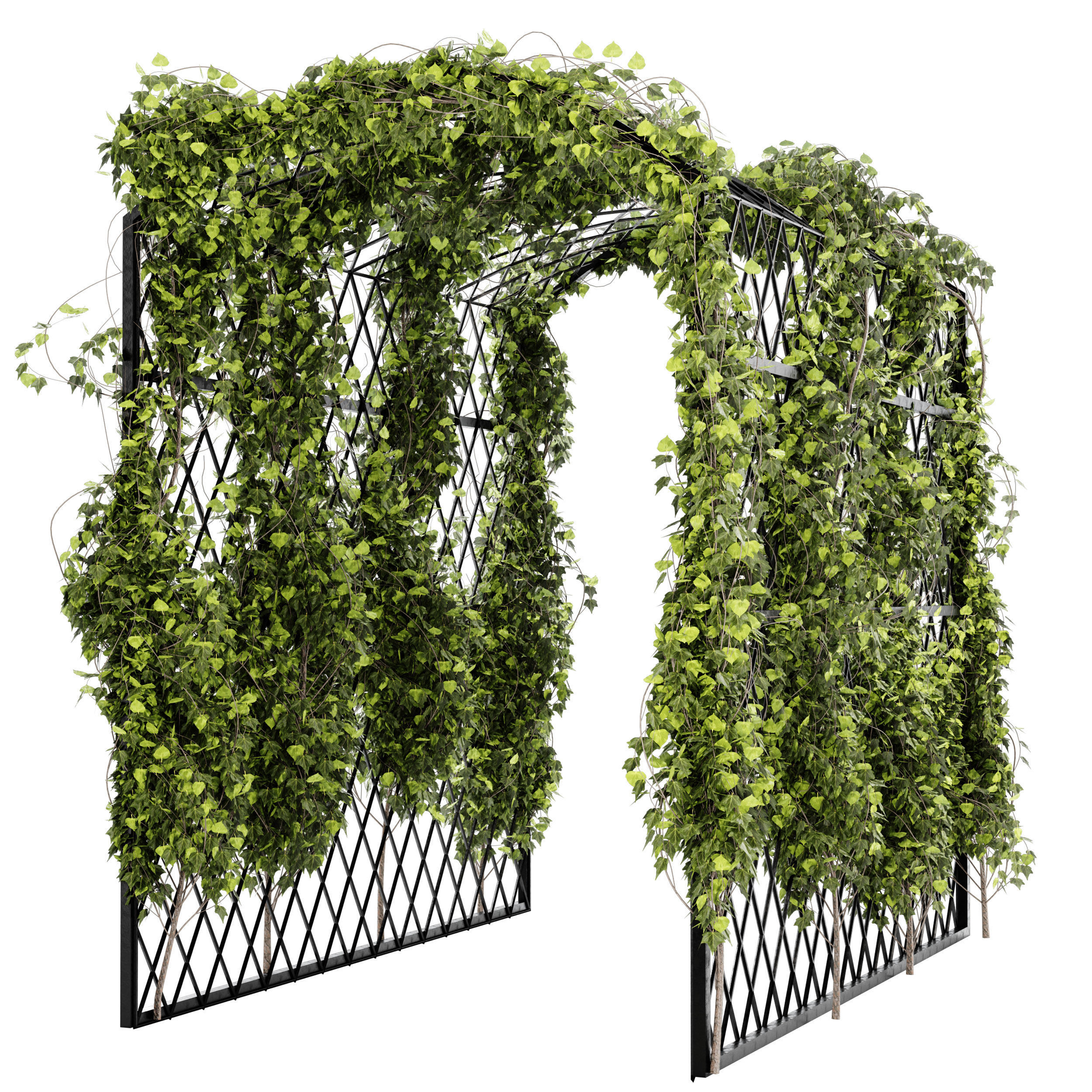 Ivy plant set04 3D model_1
