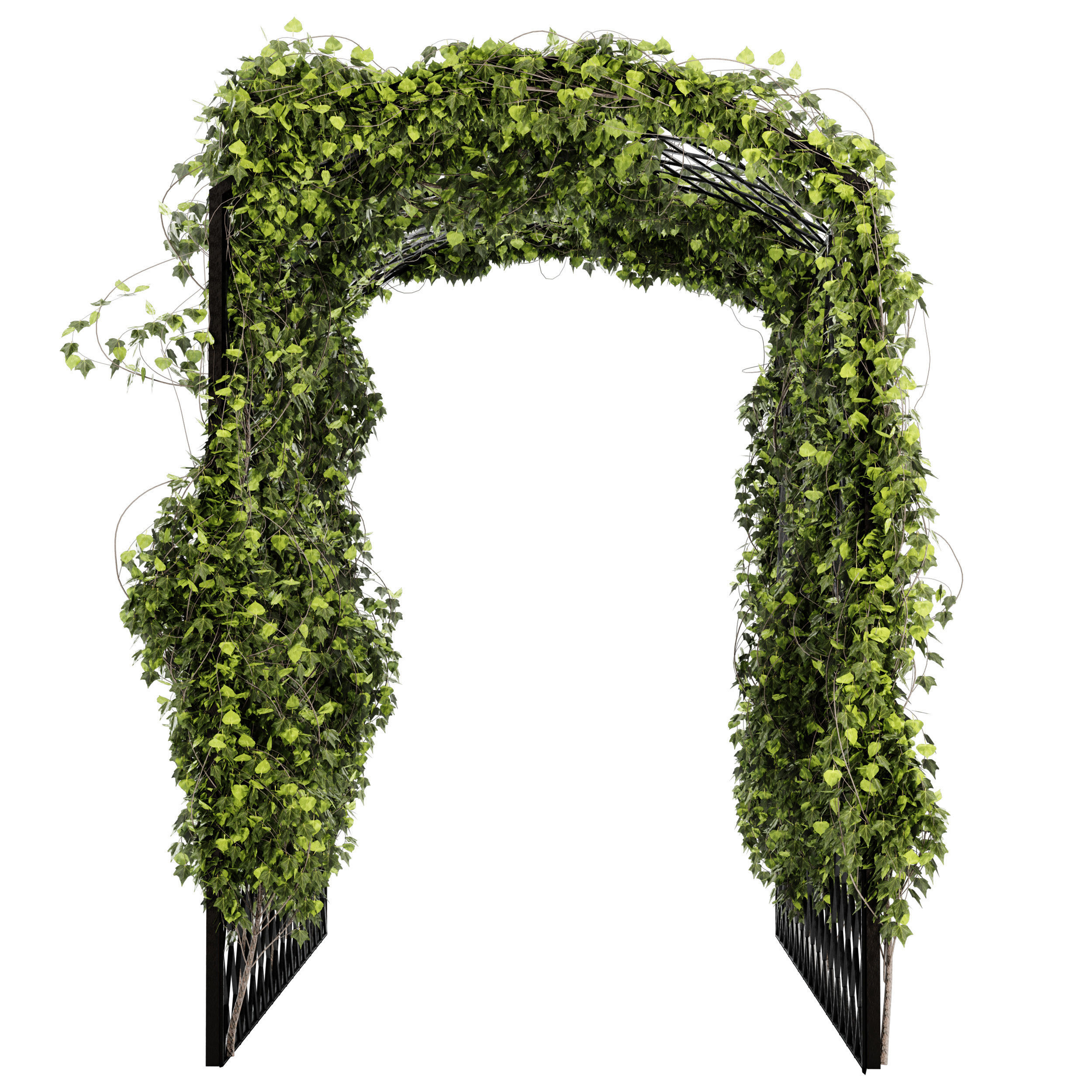 Ivy plant set04 3D model_2