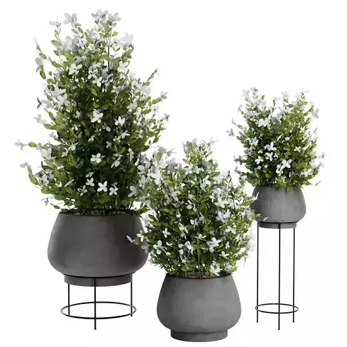 Ivy plant Climbing Vine set05