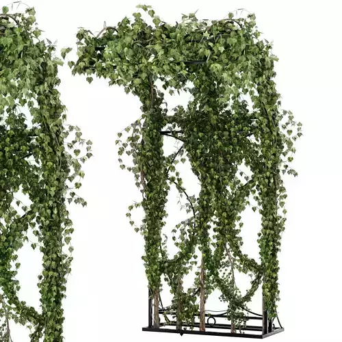 Ivy plant set03