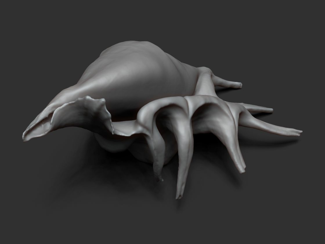 Seashell - 3D scan - cleaned 3D print model_6