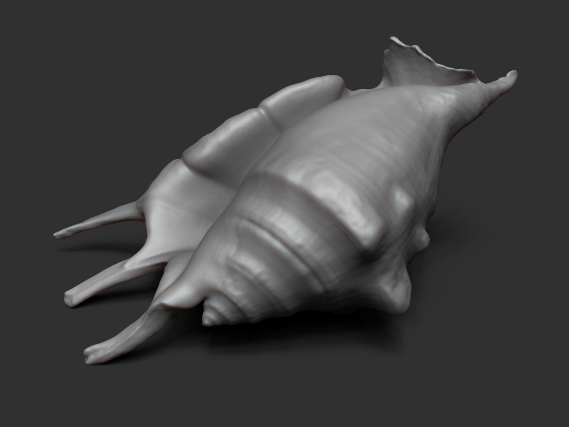 Seashell - 3D scan - cleaned 3D print model_5
