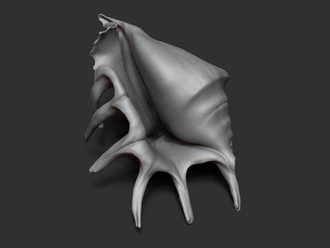 Seashell - 3D scan - cleaned 3D print model_4