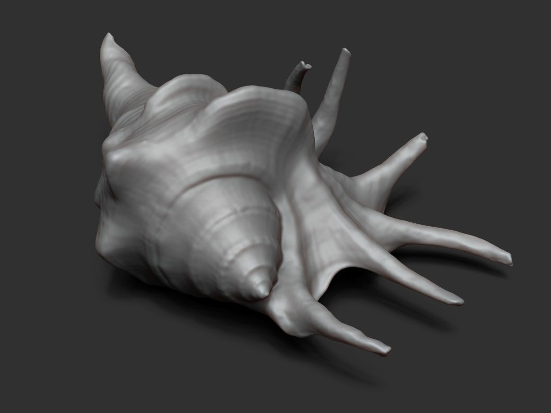 Seashell - 3D scan - cleaned 3D print model_1