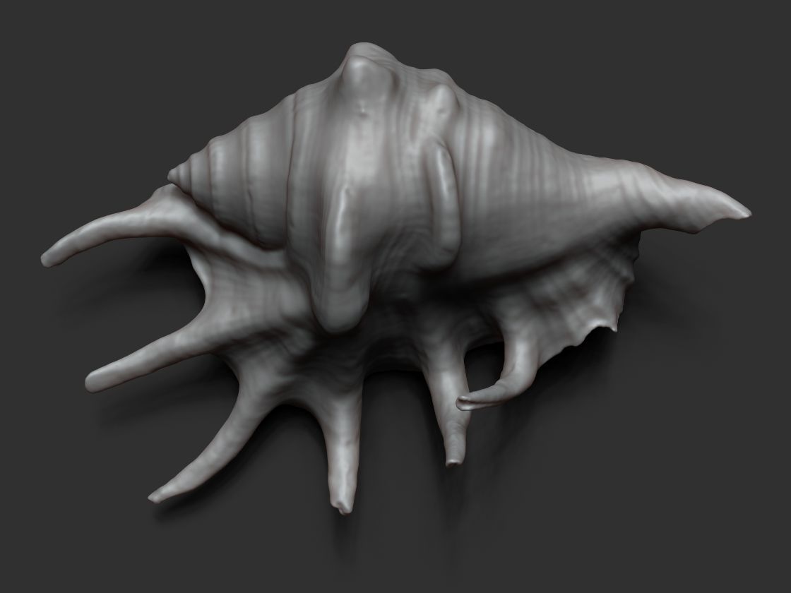 Seashell - 3D scan - cleaned 3D print model_3