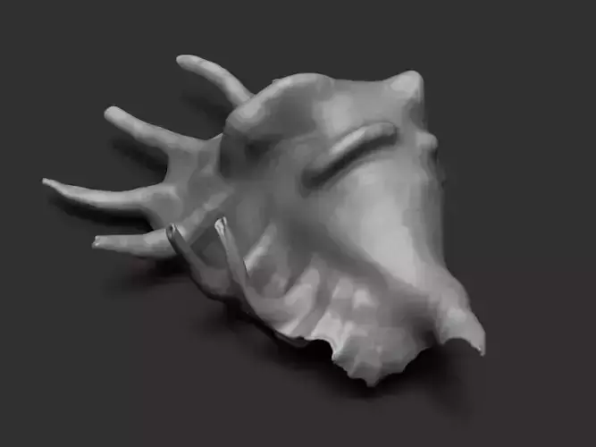 Seashell - 3D scan - cleaned