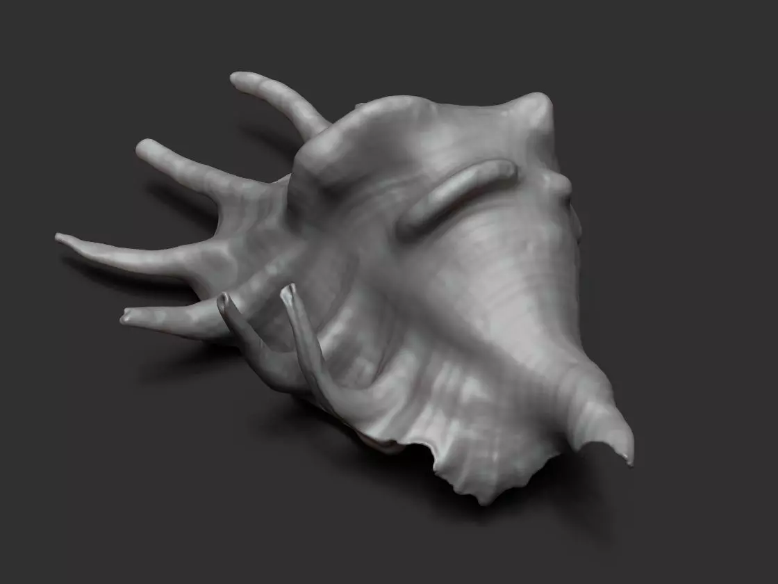 Seashell - 3D scan - cleaned 3D print model_0
