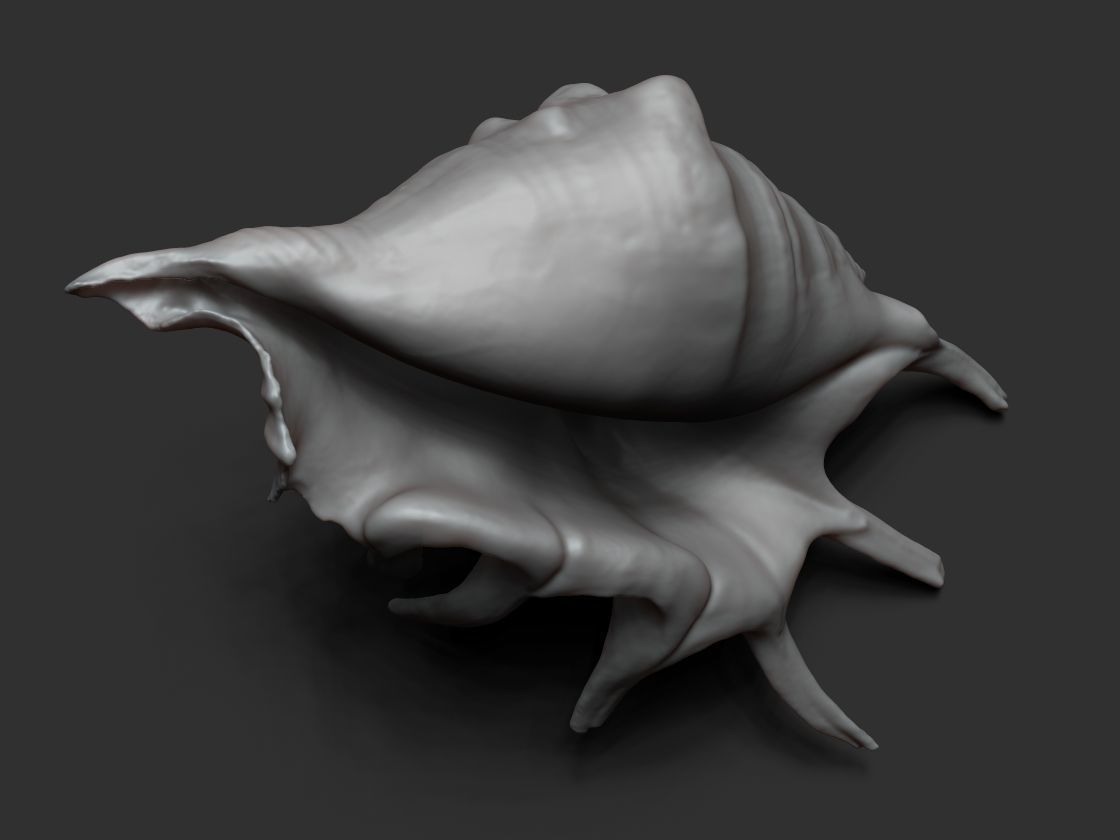 Seashell - 3D scan - cleaned 3D print model_7