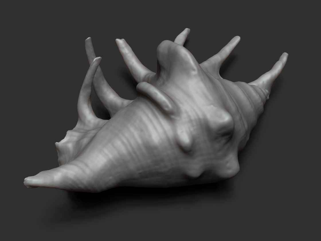 Seashell - 3D scan - cleaned 3D print model_2