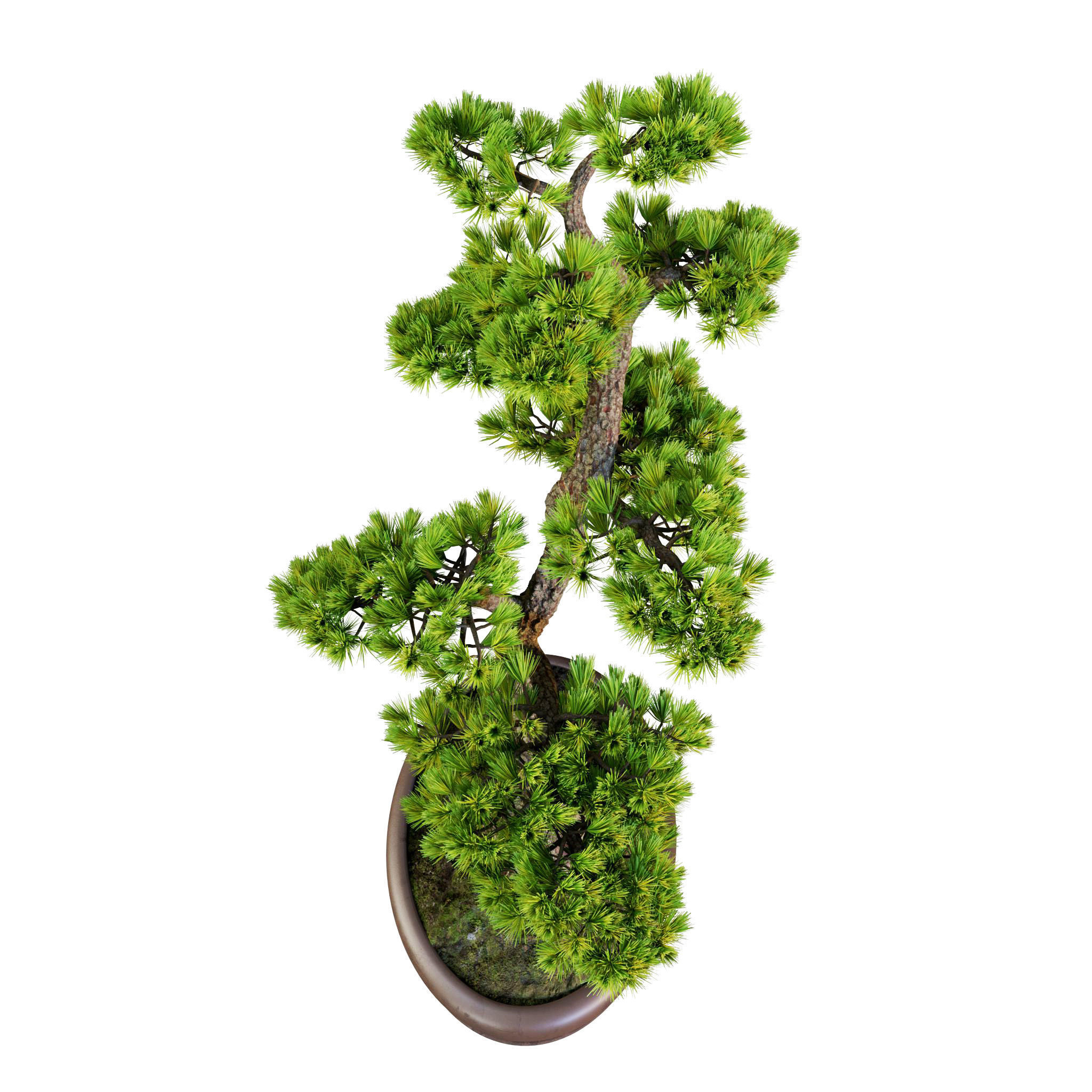 Bonsai 02 - PBR - Midpoly - HQ 3D model_11