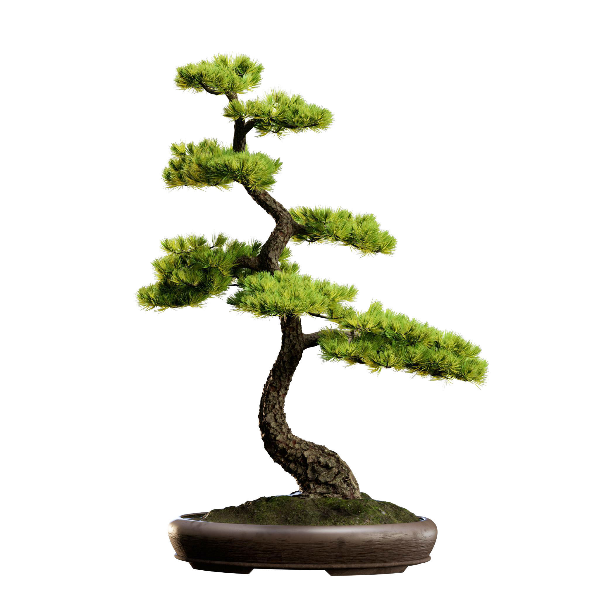 Bonsai 02 - PBR - Midpoly - HQ 3D model_8