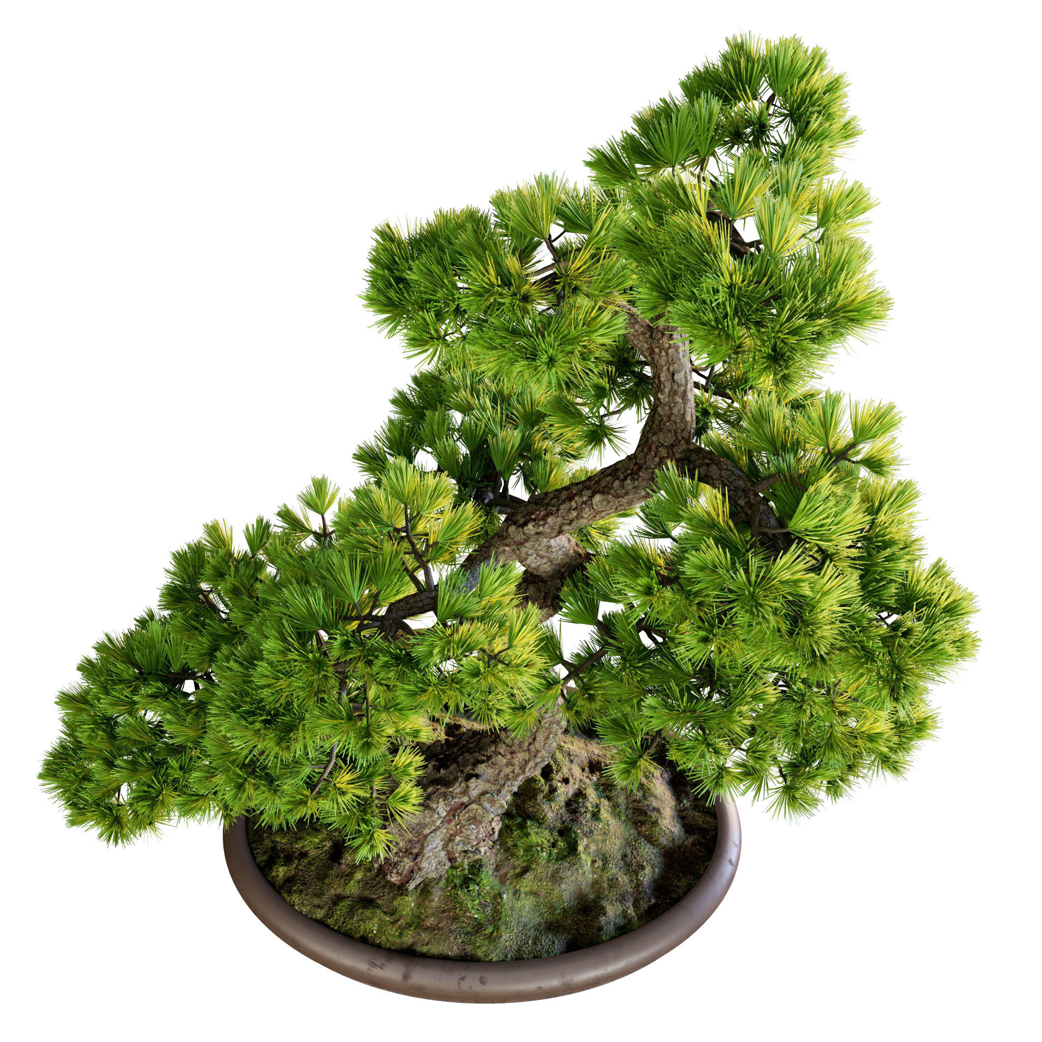 Bonsai 02 - PBR - Midpoly - HQ 3D model_4