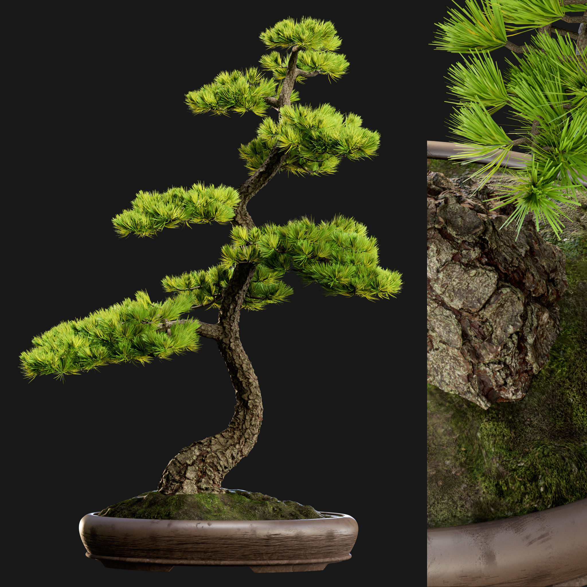 Bonsai 02 - PBR - Midpoly - HQ 3D model_3