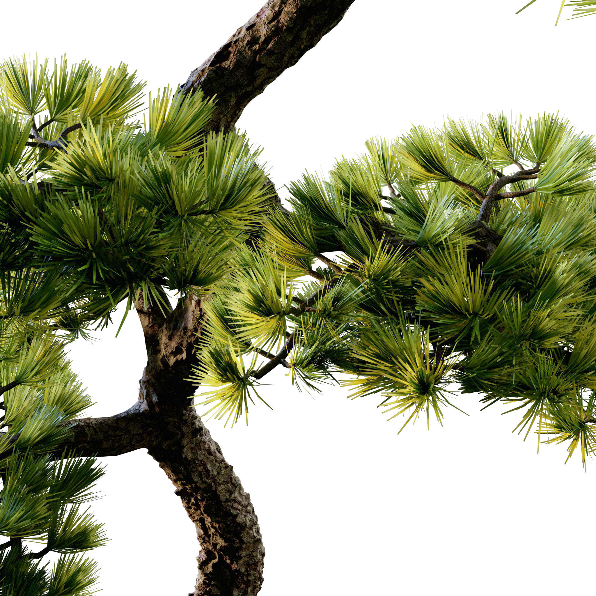 Bonsai 02 - PBR - Midpoly - HQ 3D model_10