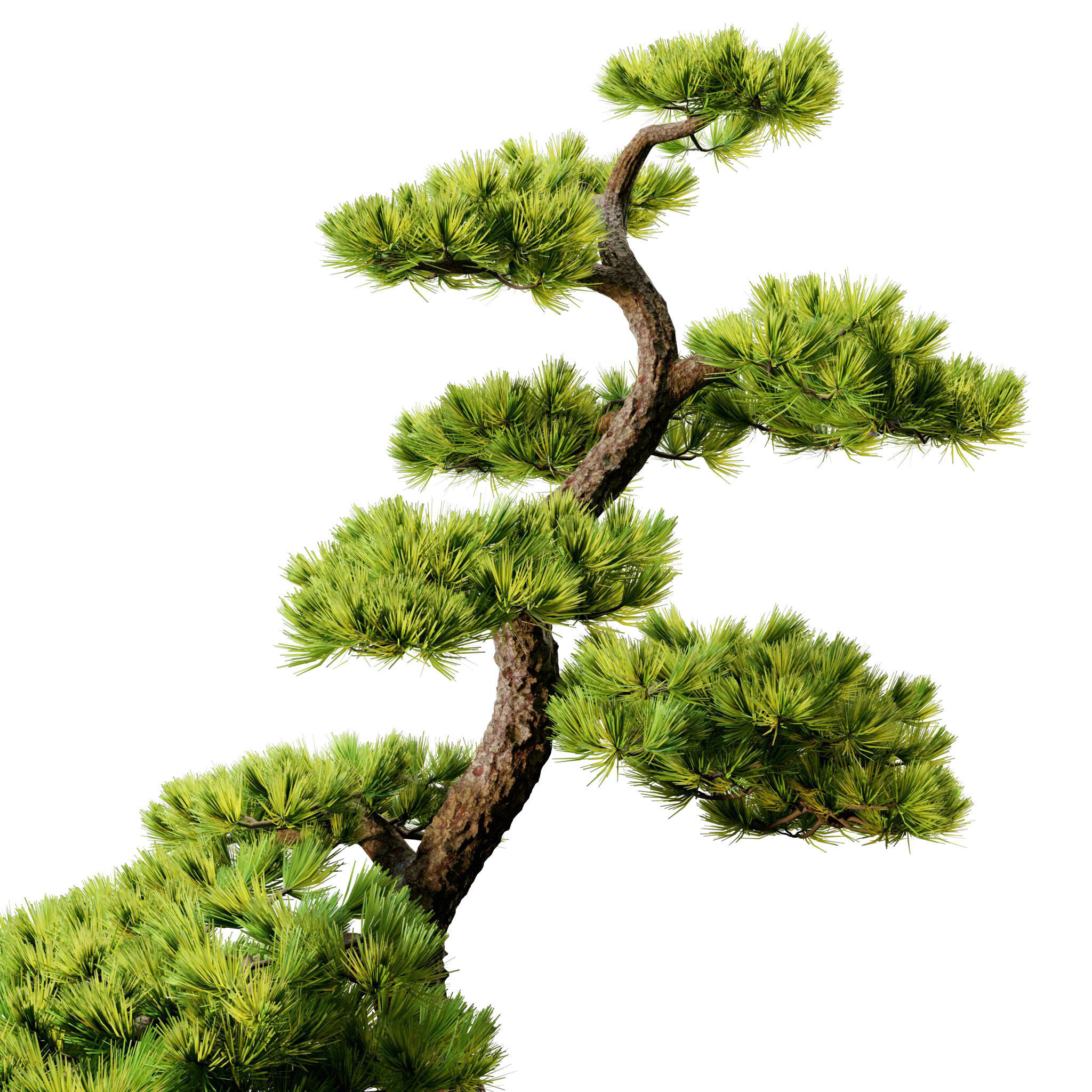 Bonsai 02 - PBR - Midpoly - HQ 3D model_12