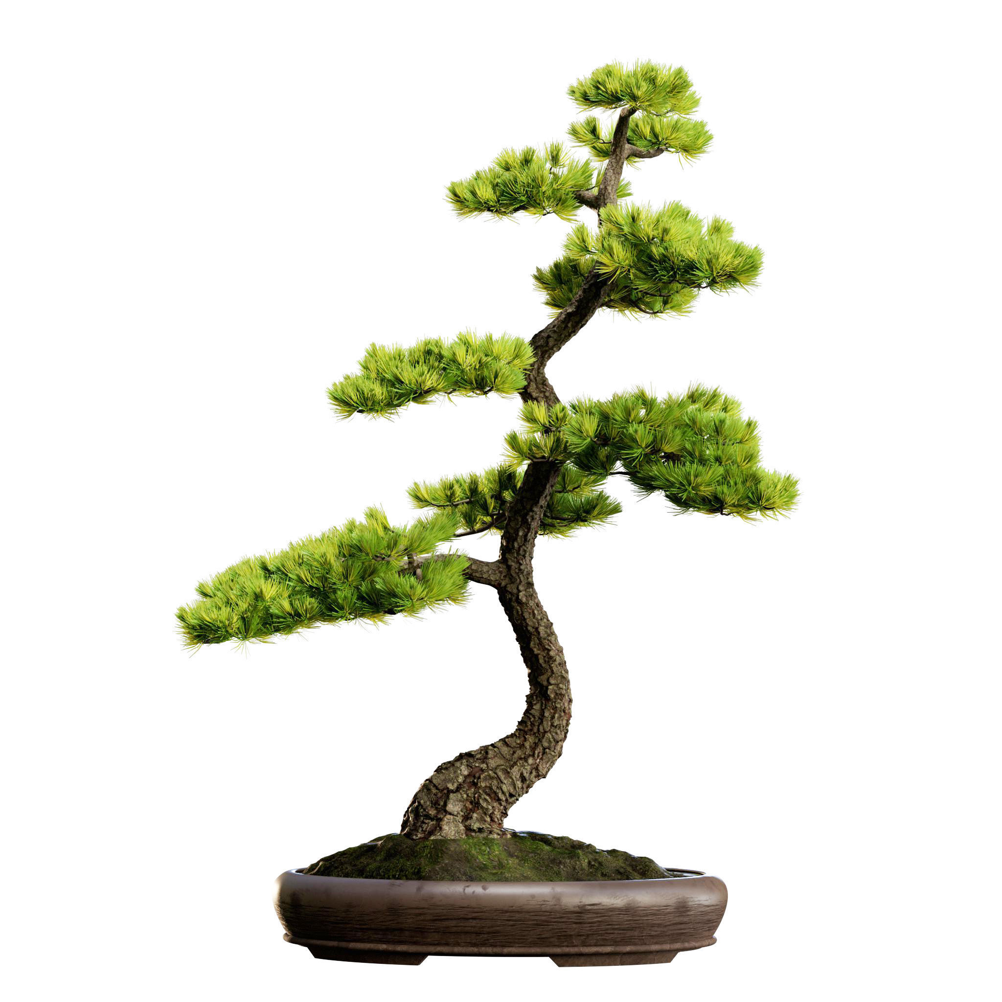 Bonsai 02 - PBR - Midpoly - HQ 3D model_9