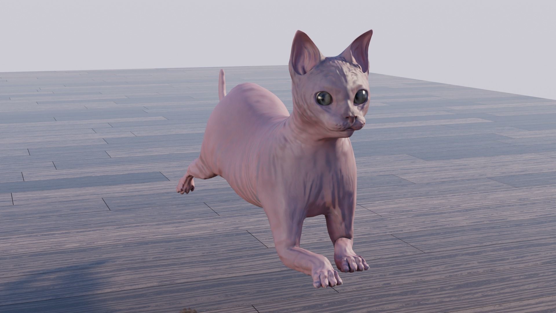 Cat white black calico tabby orange siamese sphynx etc 3D model_11