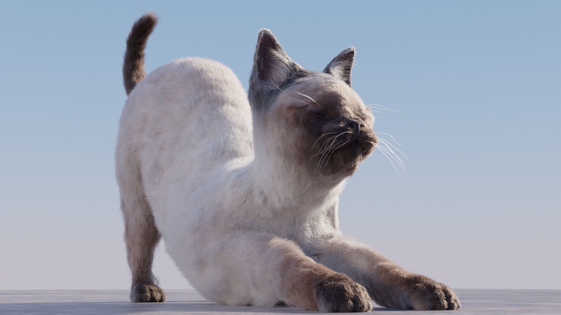 Cat white black calico tabby orange siamese sphynx etc 3D model_9