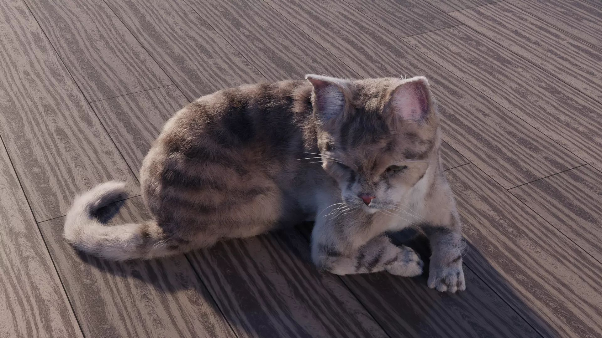 Cat white black calico tabby orange siamese sphynx etc 3D model_0