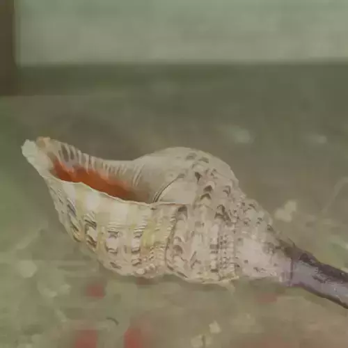 Trumpet Shell