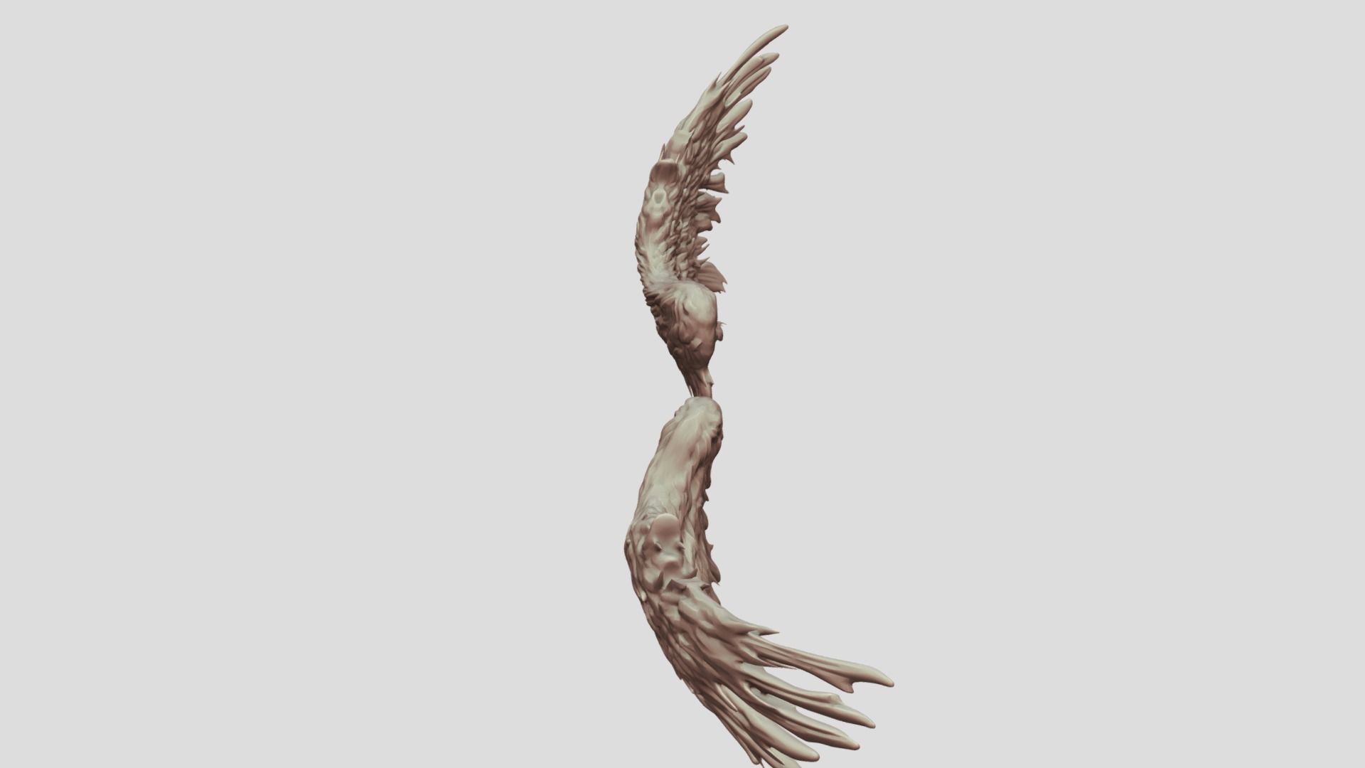 Feathered Bird or Angel Wings 3D model_3