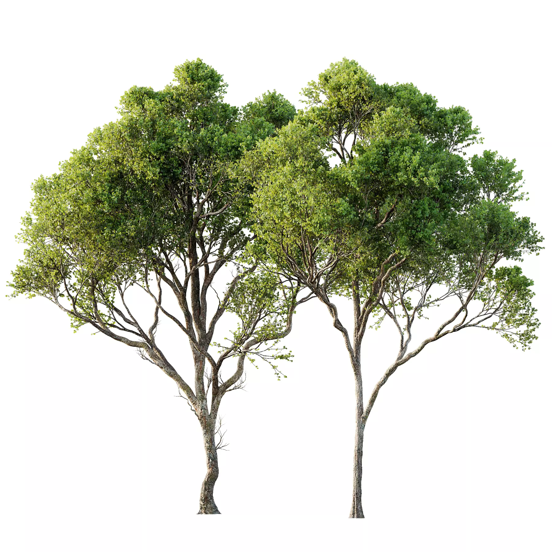 Acer Pseudoplatanus 04-spring trees 3D model_0