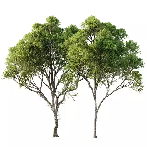 Acer Pseudoplatanus 04-spring trees 3D model