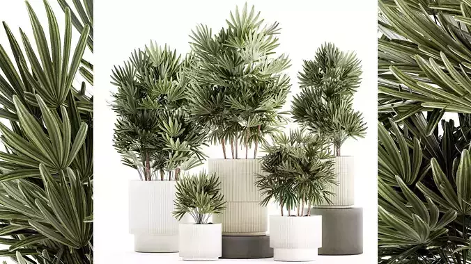 Set of small plants in modern Raphis Palm pots 1453 3D model