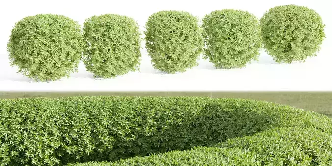 Laurel Hedging Bushes vol 162-Blender 3D model