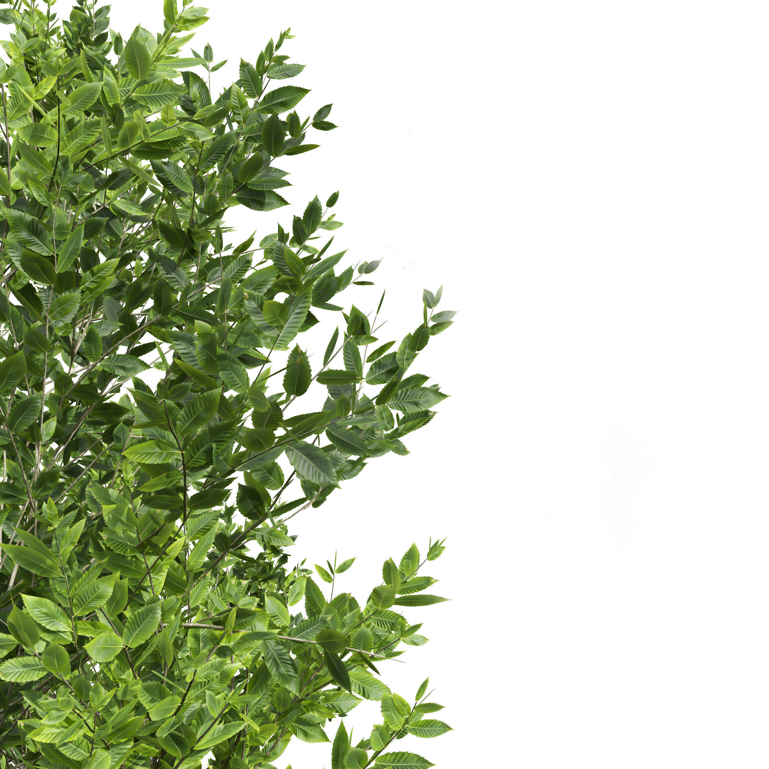 Fagus Grandifolia and Celtis Australis 3D model_3