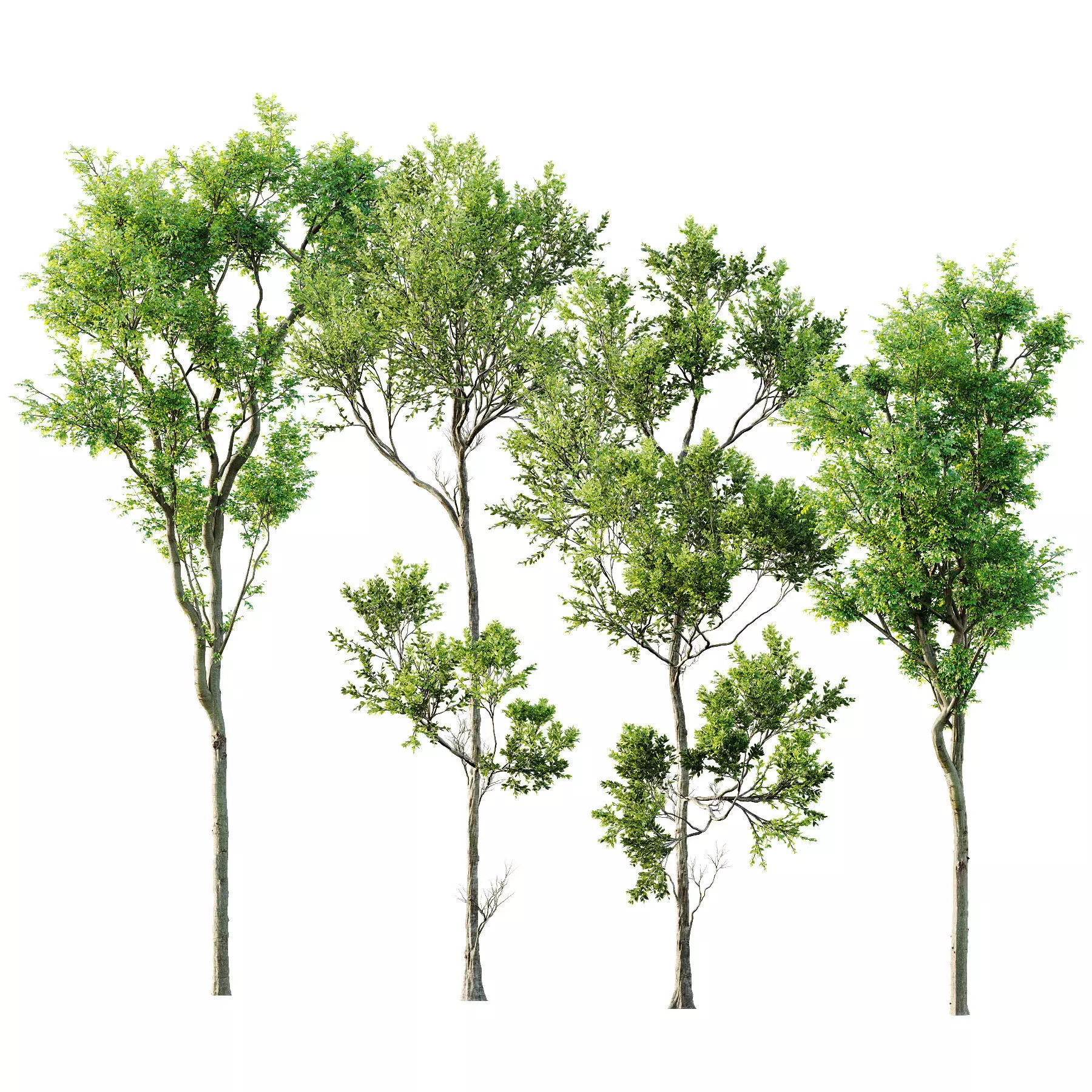Fagus Grandifolia and Celtis Australis 3D model_0