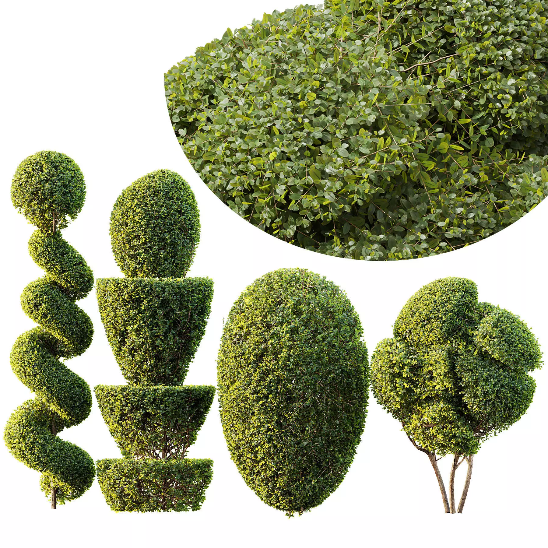 Ficus Concinna Bonsai Pruned 7 3D model_0