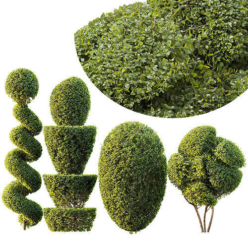 Ficus Concinna Bonsai Pruned 7 3D model